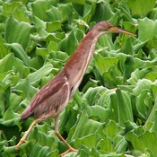 Yellow Bittern